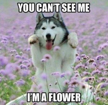 dog hiding in flowers
